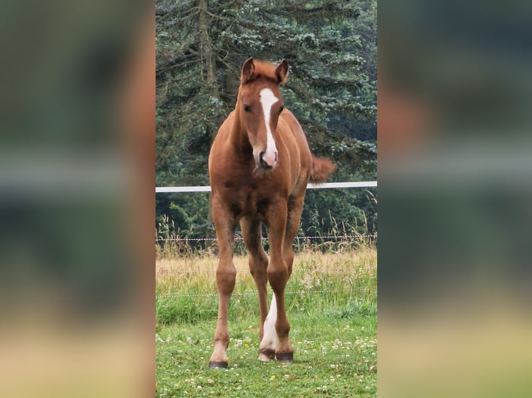 Mustang (canadese) Giumenta Puledri
 (04/2024) 155 cm Sauro in Maxsain