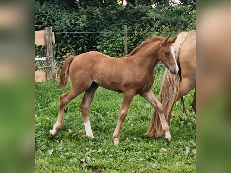 Mustang (canadese) Giumenta Puledri
 (04/2024) 155 cm Sauro in Maxsain