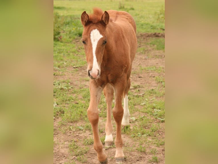 Mustang (canadese) Giumenta Puledri
 (04/2024) 155 cm Sauro in Maxsain