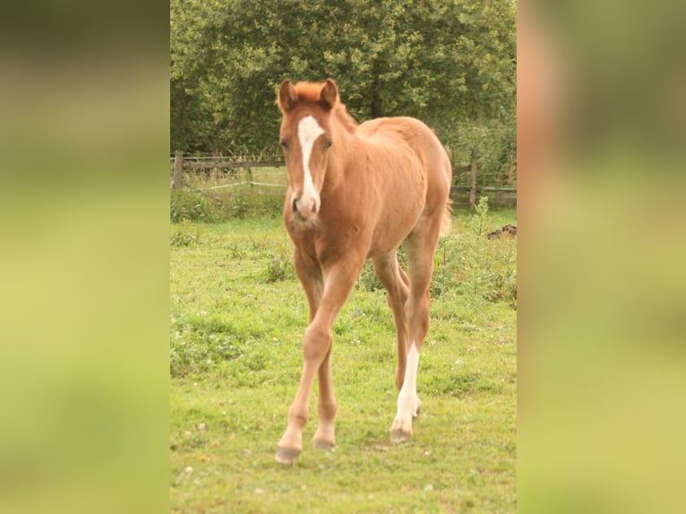 Mustang (canadese) Giumenta Puledri
 (04/2024) 155 cm Sauro in Maxsain