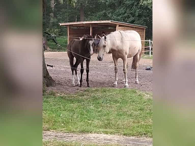 Mustang (canadian) Mix Gelding 1 year 15,2 hh Buckskin in Menslage