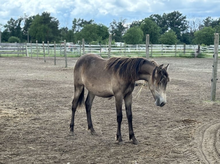 Mustang (canadian) Mix Mare 1 year 15,1 hh Buckskin in Kotzen