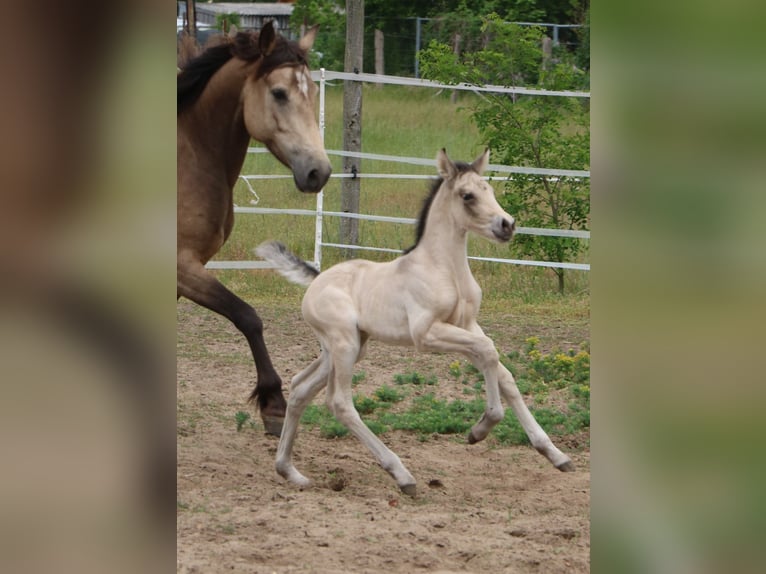 Mustang (canadian) Mix Mare 1 year 15,1 hh Buckskin in Kotzen