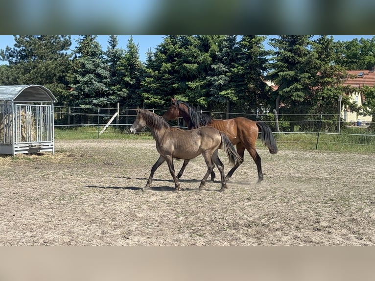 Mustang (canadian) Mix Mare 1 year 15,1 hh Buckskin in Kotzen