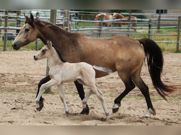 Mustang (canadian) Mix Mare 1 year 15,1 hh Buckskin in Kotzen