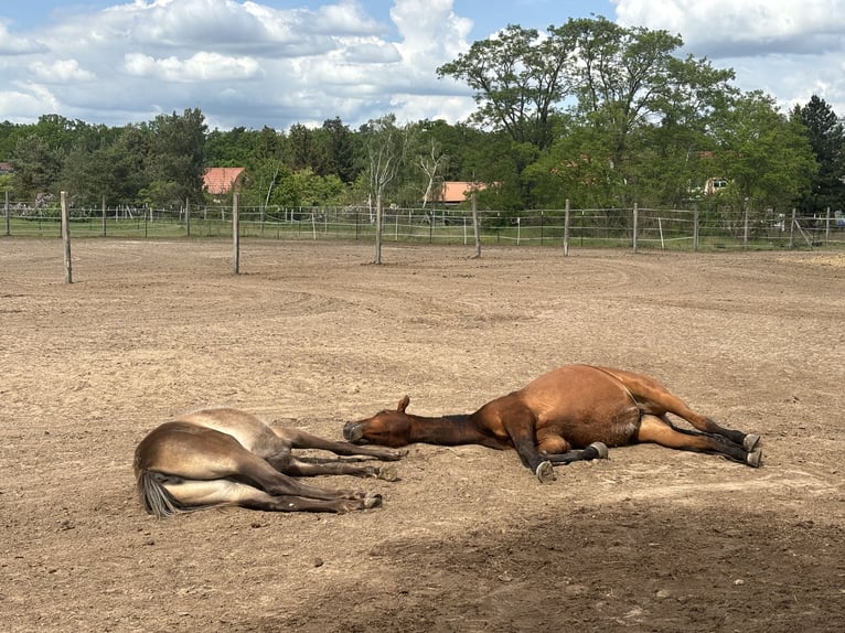 Mustang (canadian) Mix Mare 1 year 15,1 hh Buckskin in Kotzen