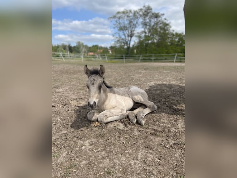 Mustang (canadian) Mix Mare 1 year 15,1 hh Buckskin in Kotzen