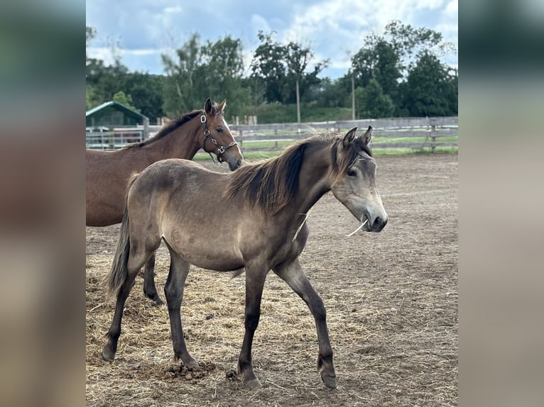 Mustang (canadian) Mix Mare 1 year 15,1 hh Buckskin in Kotzen