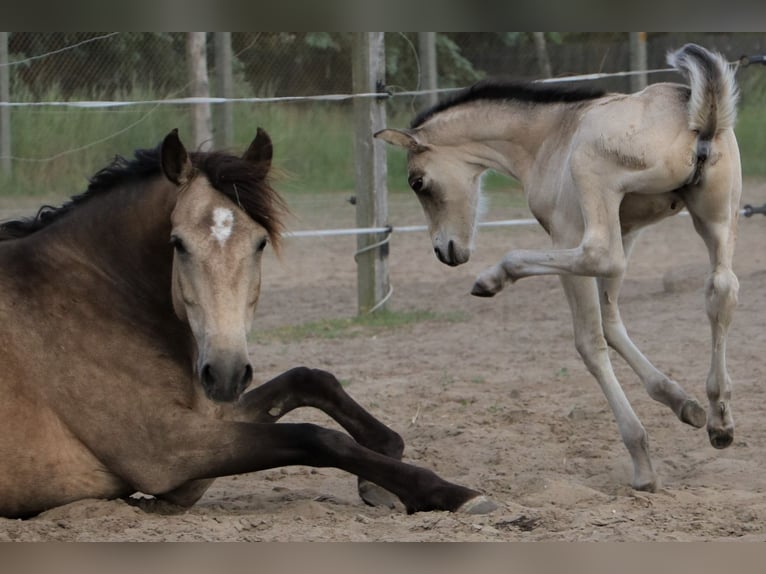 Mustang (canadian) Mix Mare 1 year 15,1 hh Buckskin in Kotzen