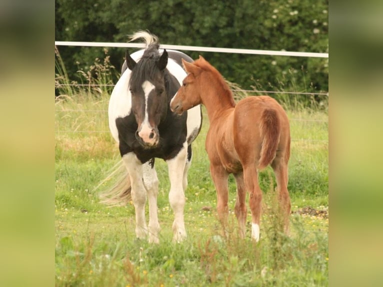 Mustang (canadian) Mare 1 year 15,1 hh Chestnut-Red in Maxsain