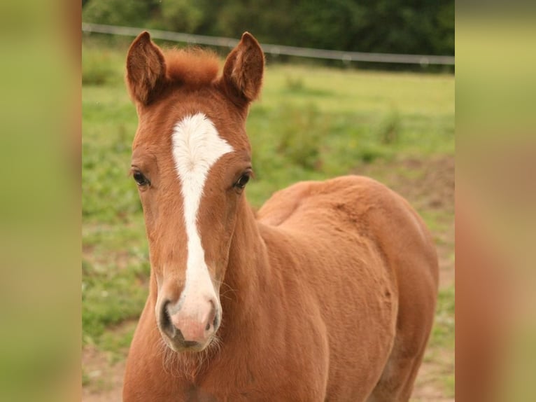 Mustang (canadian) Mare 1 year 15,1 hh Chestnut-Red in Maxsain