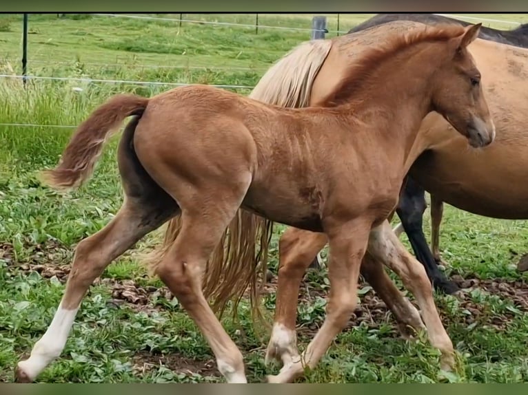 Mustang (canadian) Mare 1 year 15,1 hh Chestnut-Red in Maxsain