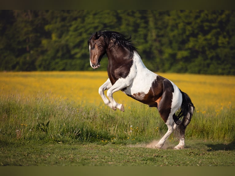 Mustang (canadian) Mare 1 year 15,1 hh Chestnut-Red in Maxsain