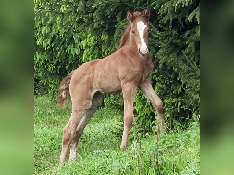 Mustang (canadian) Mare 1 year 15,1 hh Chestnut-Red in Maxsain