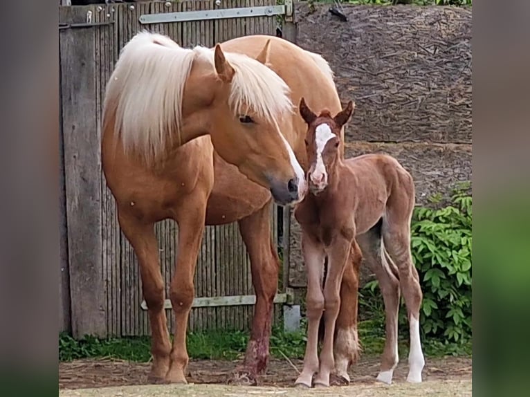 Mustang (canadian) Mare 1 year 15,1 hh Chestnut-Red in Maxsain