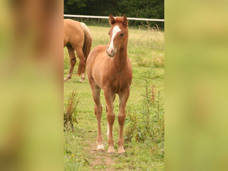 Mustang (canadian) Mare 1 year 15,1 hh Chestnut-Red in Maxsain