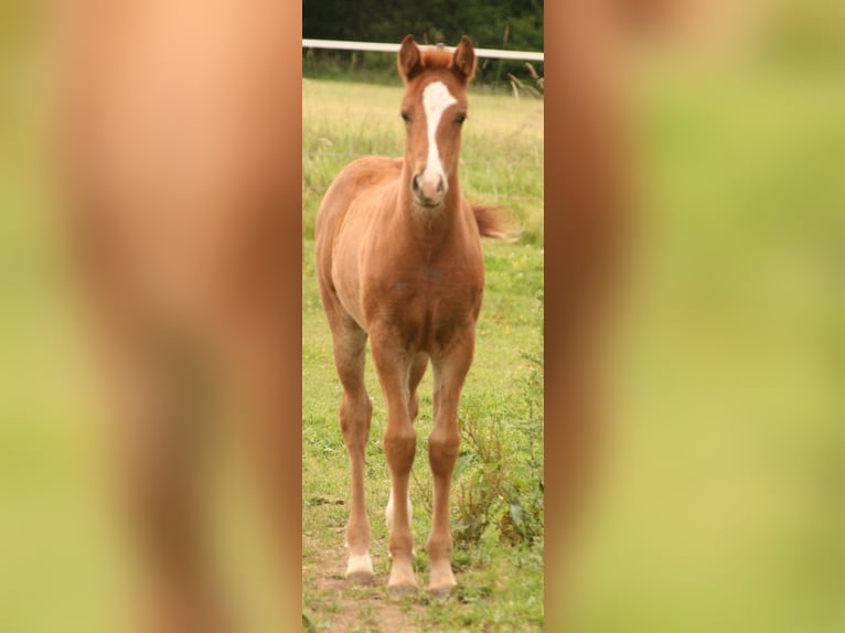 Mustang (canadian) Mare 1 year 15,1 hh Chestnut-Red in Maxsain