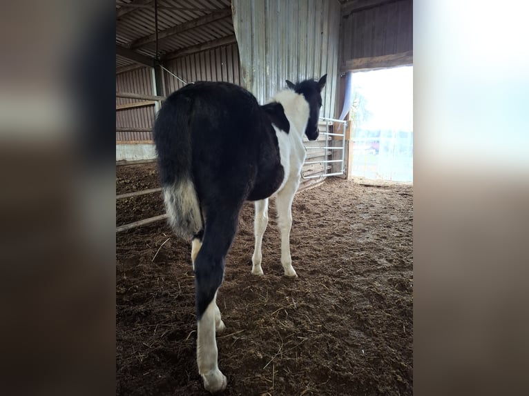 Mustang (canadian) Mare 1 year 15,1 hh Pinto in Kupferzell