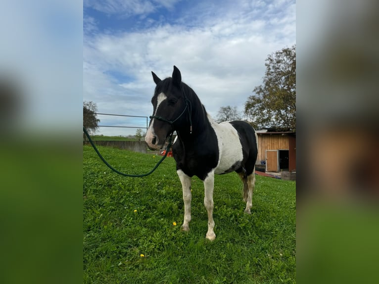 Mustang (canadian) Mare 1 year 15,1 hh Pinto in Kupferzell