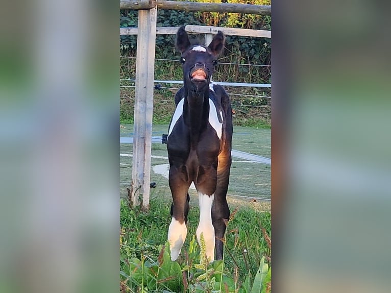 Mustang (canadian) Mare 1 year 15,1 hh Tobiano-all-colors in Maxsain