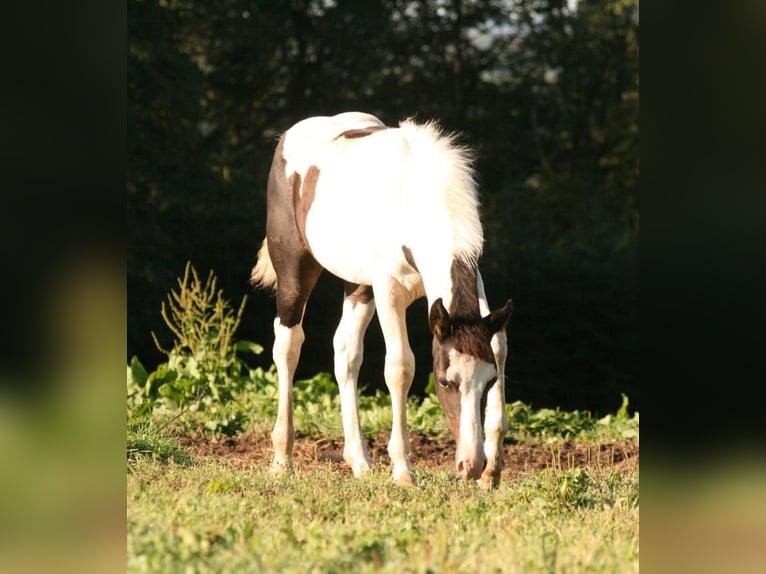 Mustang (canadian) Mare 1 year 15 hh Pinto in Maxsain