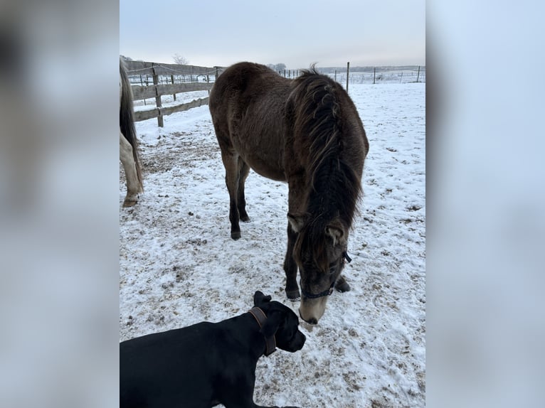 Mustang (canadian) Mix Mare 2 years 15,1 hh Buckskin in Kotzen