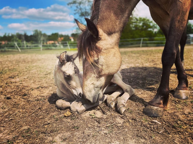 Mustang (canadian) Mix Mare 2 years 15,1 hh Buckskin in Kotzen