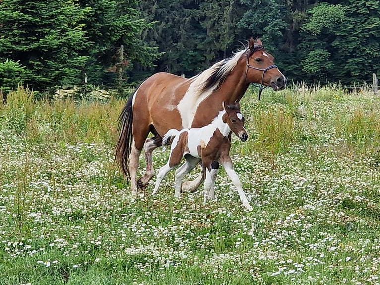 Mustang (canadian) Mare 2 years 15,1 hh Tobiano-all-colors in Maxsain