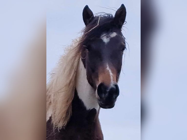 Mustang (canadian) Mare 2 years 15,1 hh Tobiano-all-colors in Maxsain