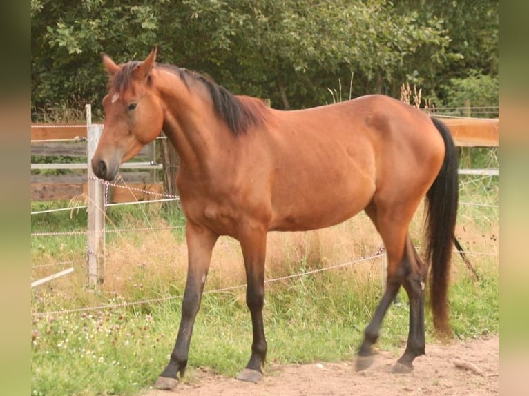 Mustang (canadian) Mare 3 years 15,1 hh Brown in Maxsain