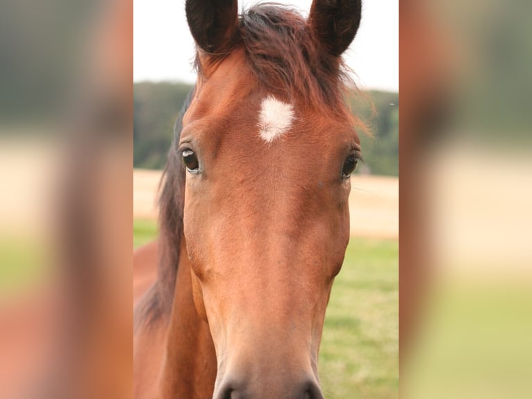 Mustang (canadian) Mare 3 years 15,1 hh Brown in Maxsain