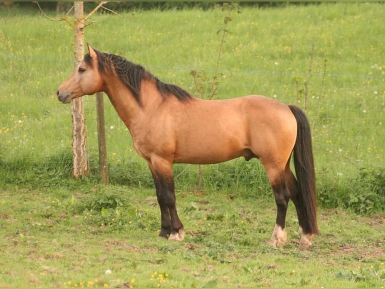 Mustang (canadian) Mare 3 years 15,1 hh Brown in Maxsain