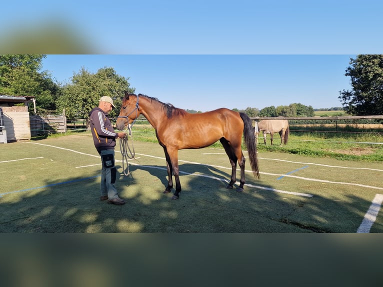 Mustang (canadian) Mare 3 years 15,1 hh Brown in Maxsain