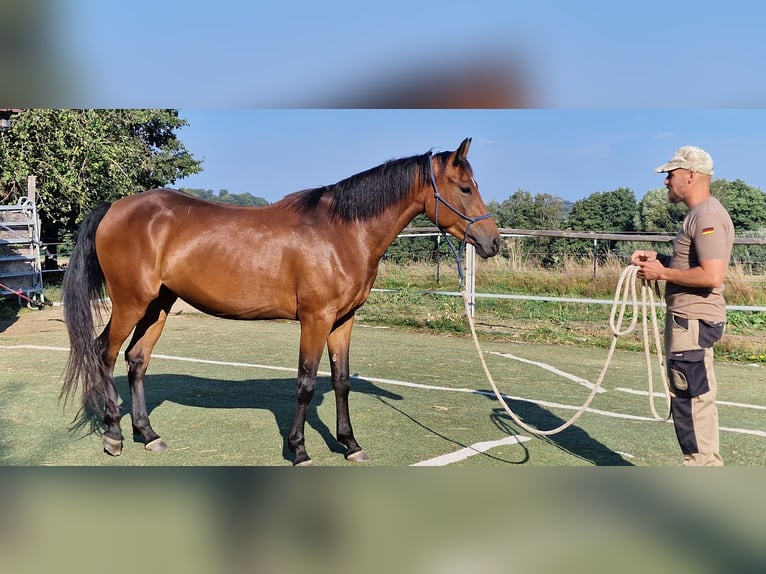 Mustang (canadian) Mare 3 years 15,1 hh Brown in Maxsain