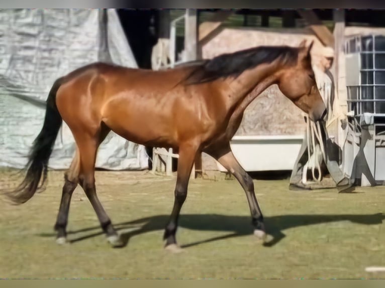 Mustang (canadian) Mare 3 years 15,1 hh Brown in Maxsain