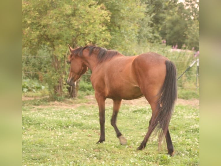 Mustang (canadian) Mare 3 years 15,1 hh Brown in Maxsain