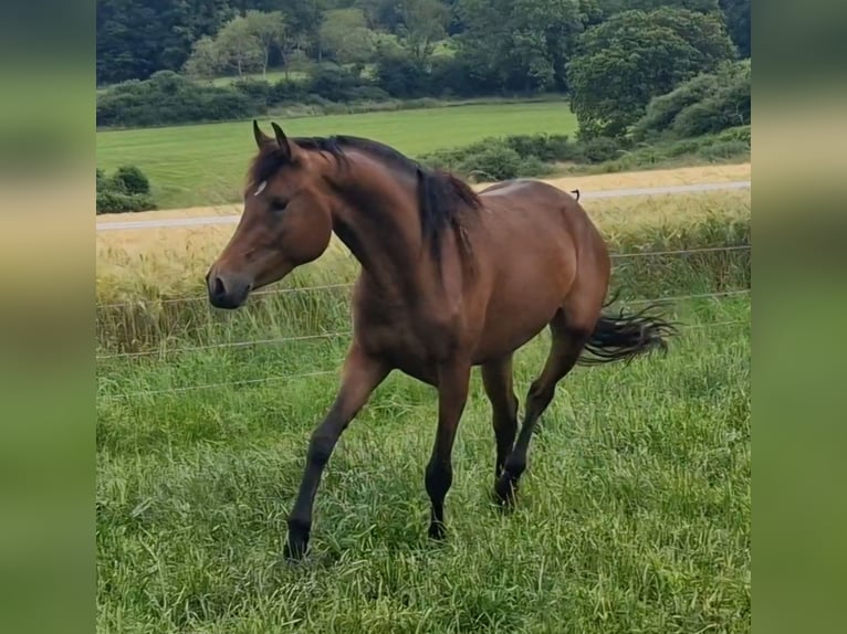 Mustang (canadian) Mare 3 years 15,1 hh Brown in Maxsain