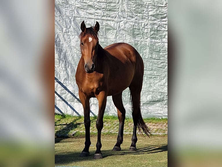 Mustang (canadian) Mare 3 years 15,1 hh Brown in Maxsain