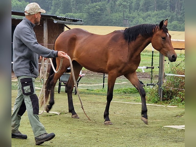 Mustang (canadian) Mare 3 years 15,1 hh Brown in Maxsain