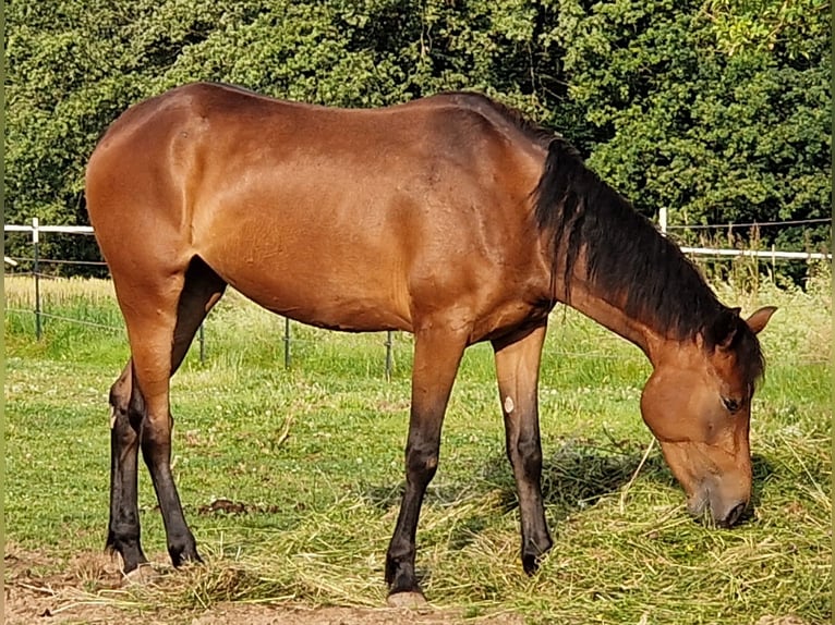 Mustang (canadian) Mare 3 years 15,1 hh Brown in Maxsain