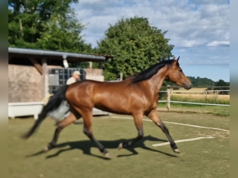 Mustang (canadian) Mare 3 years 15,1 hh Brown in Maxsain