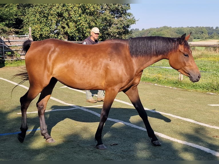 Mustang (canadian) Mare 3 years 15,1 hh Brown in Maxsain