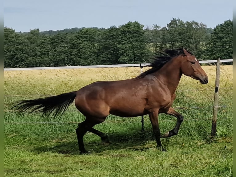 Mustang (canadian) Mare 3 years 15,1 hh Brown in Maxsain