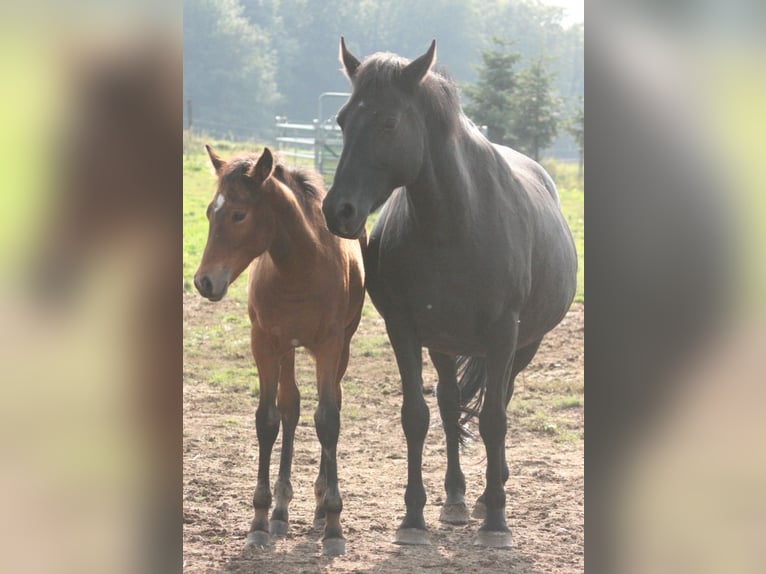 Mustang (canadian) Mare 3 years 15,1 hh Brown in Maxsain