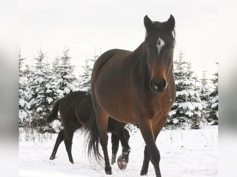 Mustang (canadian) Mare 8 years 15,1 hh Smoky-Black in Maxsain