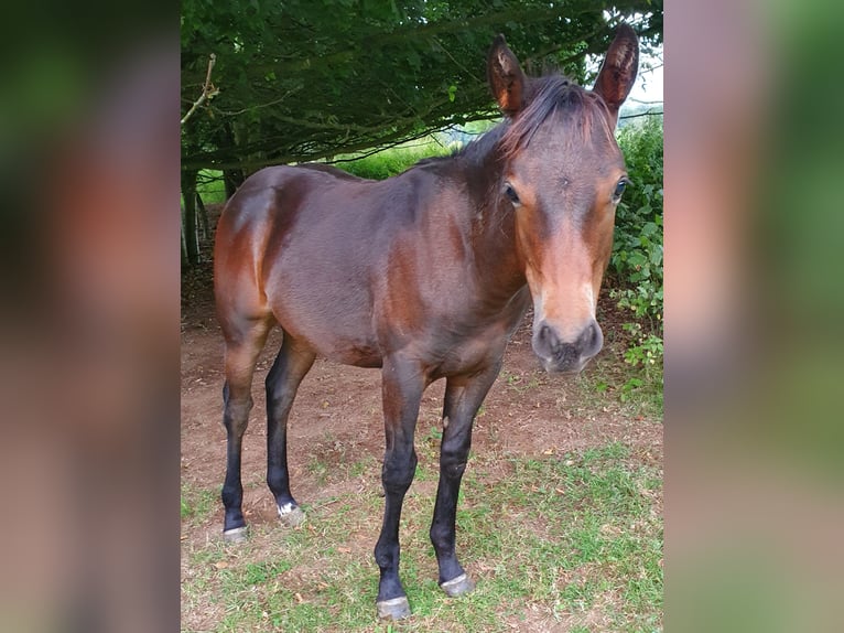 Mustang (canadian) Mix Mare Foal (02/2024) 14,2 hh Brown in Ötzingen