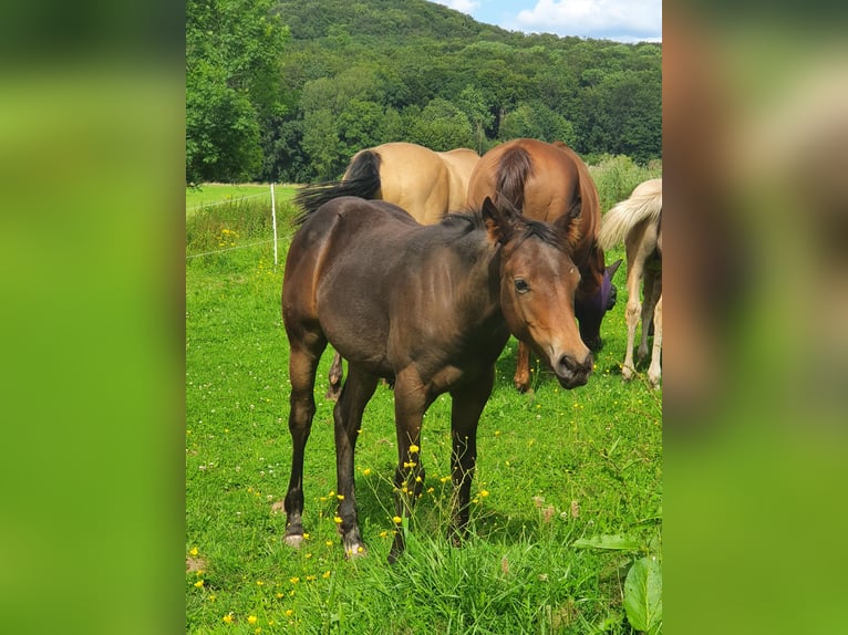 Mustang (canadian) Mix Mare Foal (02/2024) 14,2 hh Brown in Ötzingen