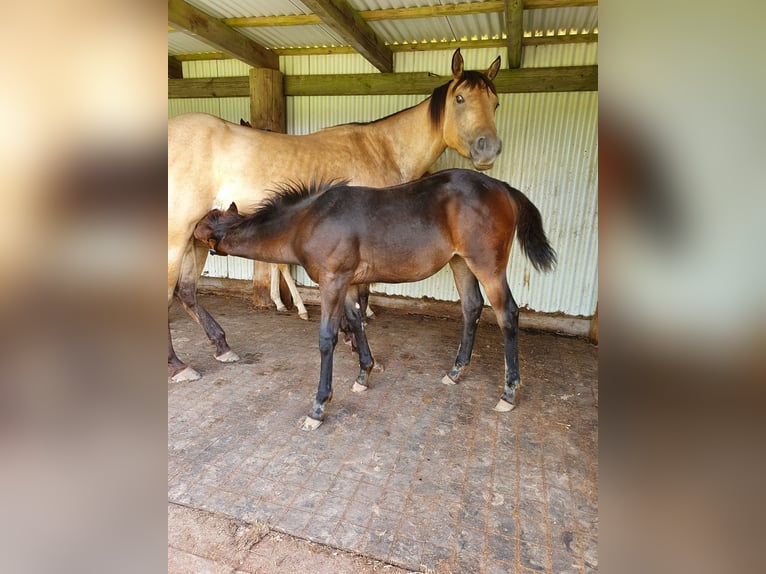 Mustang (canadian) Mix Mare Foal (02/2024) 14,2 hh Brown in Ötzingen