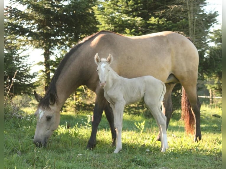 Mustang (canadian) Stallion 1 year 14,2 hh Palomino in Maxsain