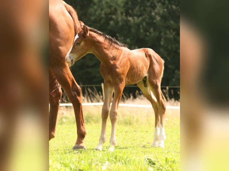 Mustang (canadian) Stallion 1 year 15,1 hh Brown in Maxsain